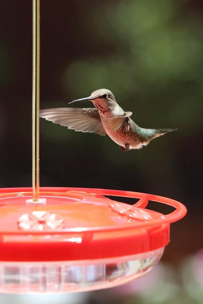 Hummingbird Feeder